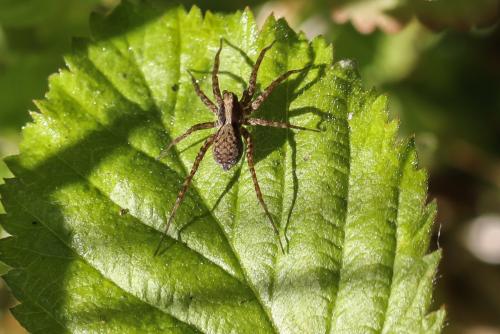 Pardosa sp.